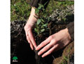 Foto de manos plantando y logo de Adenex