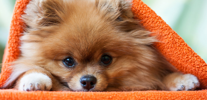 Perros mini o toy: ¿cuáles son las ventajas de tenerlos y cómo cuidarlos?