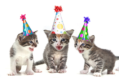 Tarta de cumpleaños para tu gato